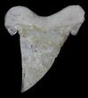 Serrated Auriculatus Shark Tooth - Dakhla, Morocco #35856-2